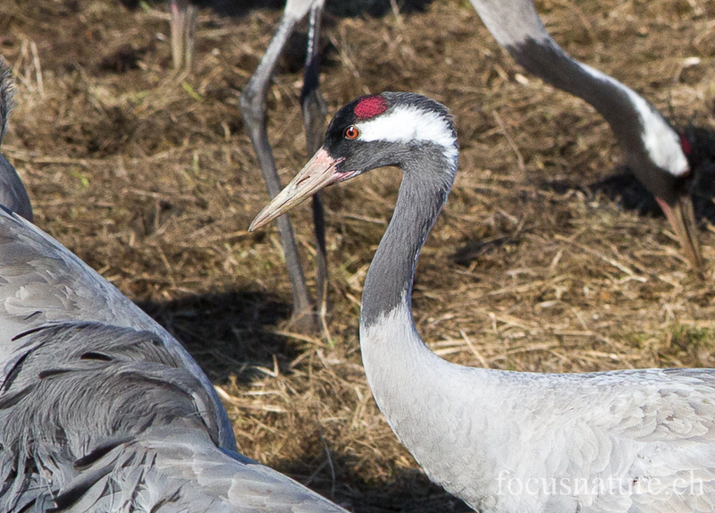 Grue 5036.jpg - Grue cendrée, Grus Grus, Common Crane - Parade au Hornborgasjon (Suède) Avril 2013